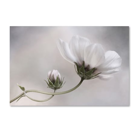 Mandy Disher 'Simply Cosmos' Canvas Art,30x47